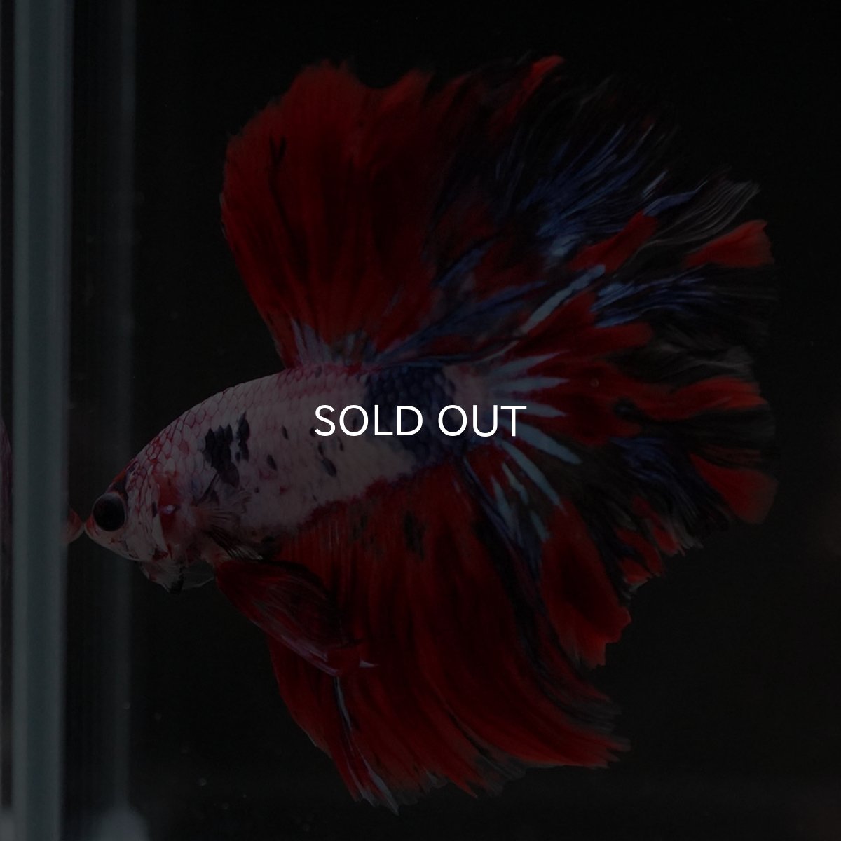 画像2: HM　ホワイトファンシー (2)