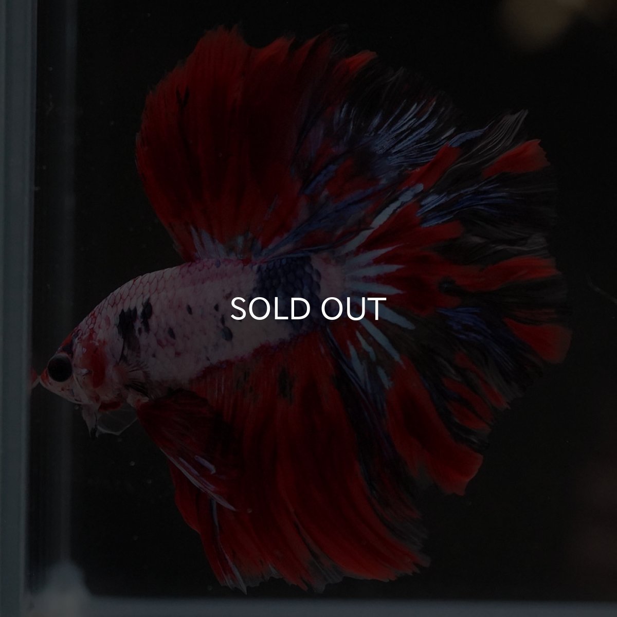 画像5: HM　ホワイトファンシー (5)