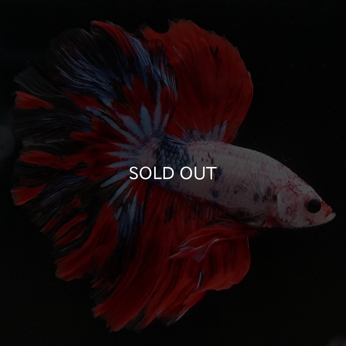 画像4: HM　ホワイトファンシー (4)