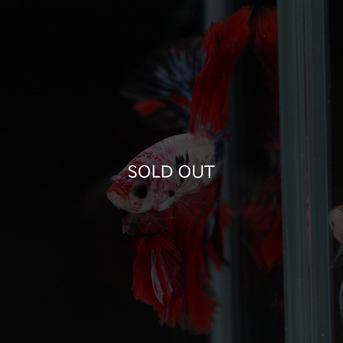 画像3: HM　ホワイトファンシー (3)