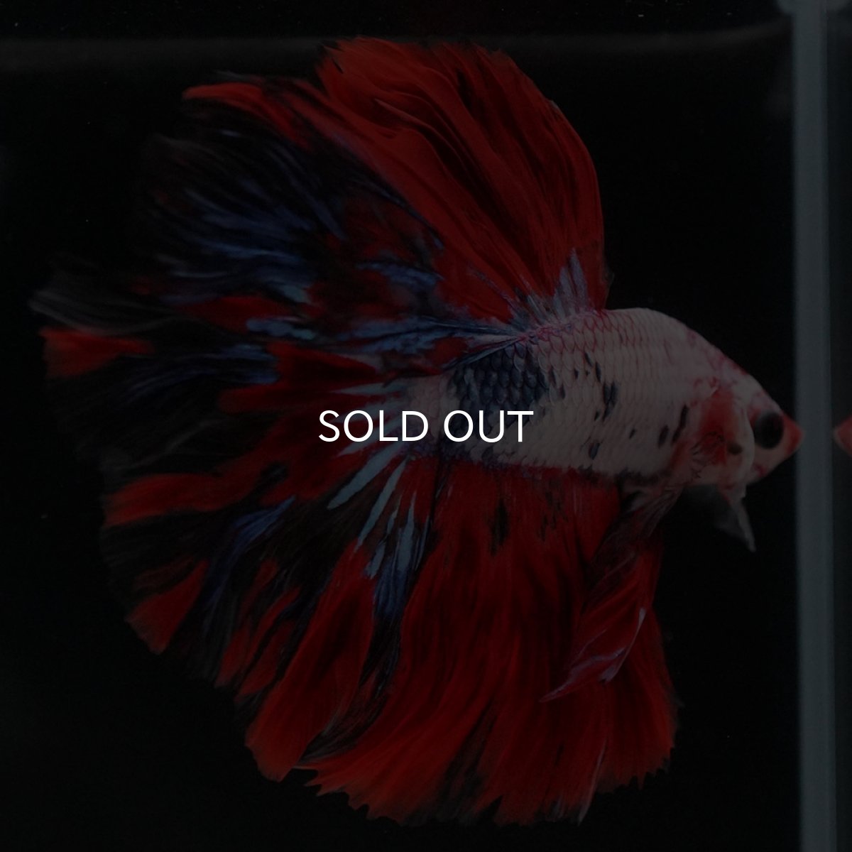 画像6: HM　ホワイトファンシー (6)