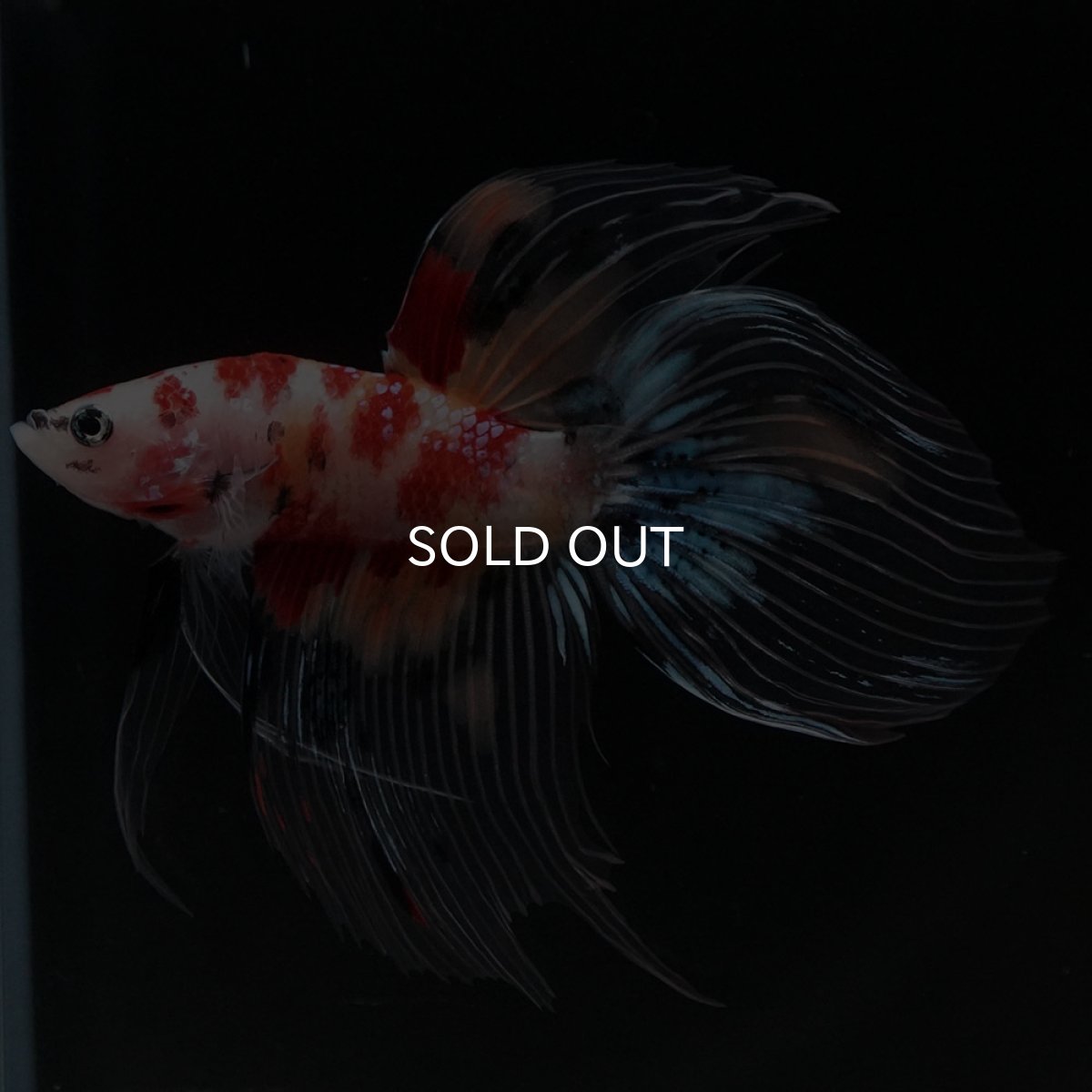 画像8: VT　キャンディ　クリアフィン (8)