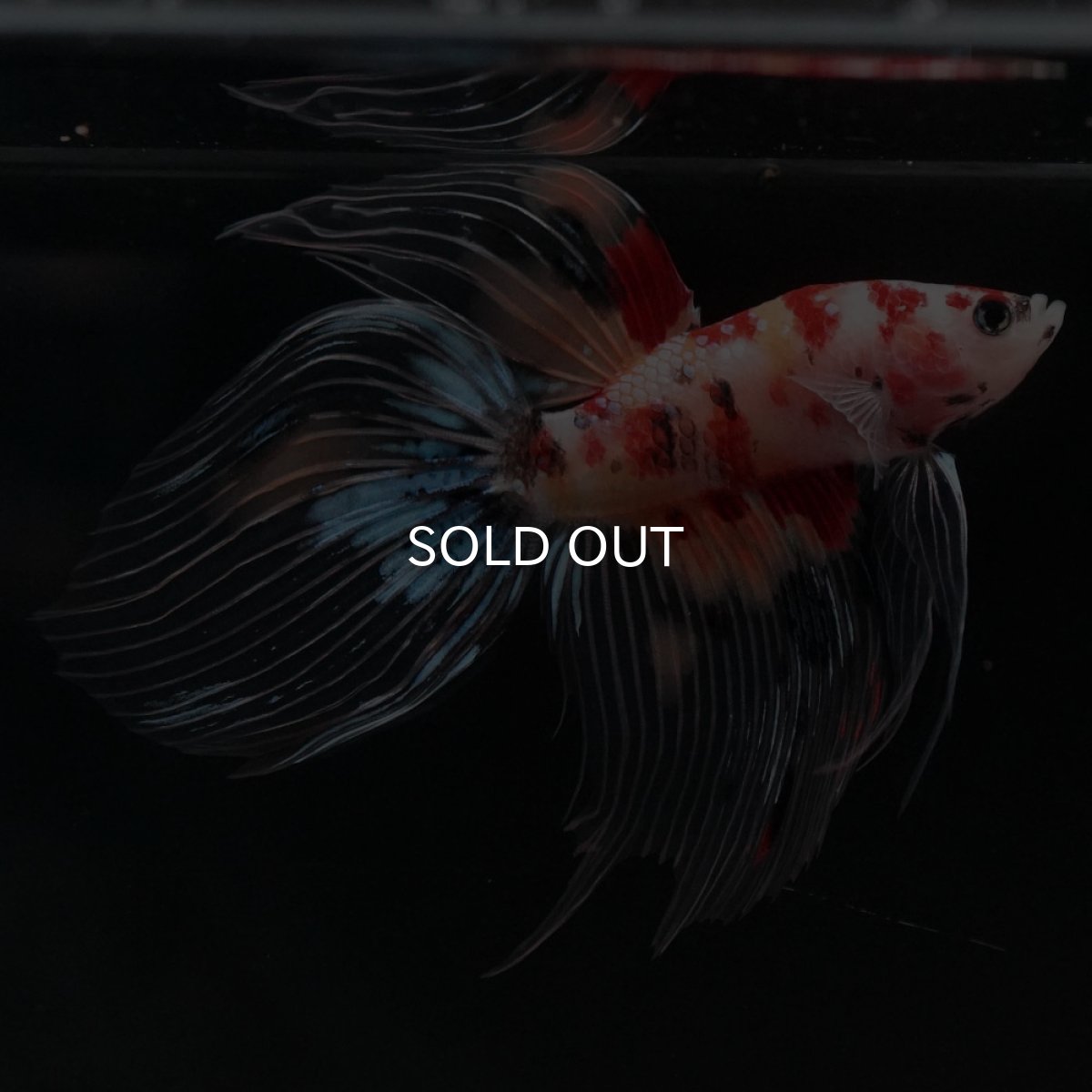 画像7: VT　キャンディ　クリアフィン (7)