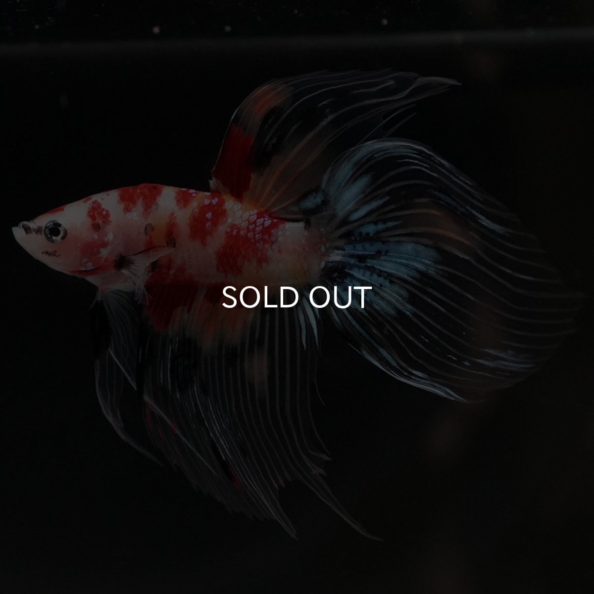 画像6: VT　キャンディ　クリアフィン (6)