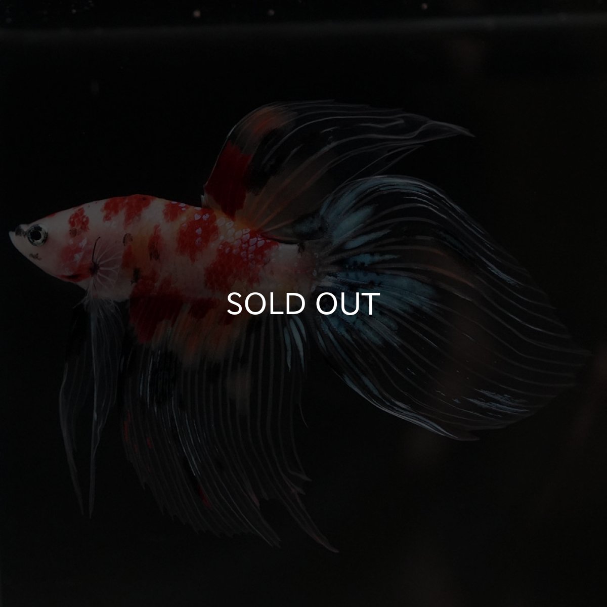 画像4: VT　キャンディ　クリアフィン (4)