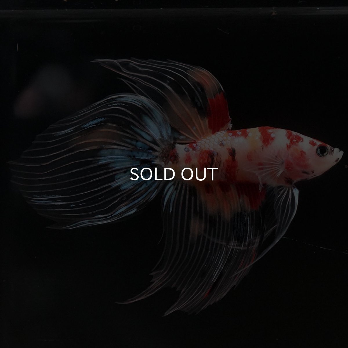 画像5: VT　キャンディ　クリアフィン (5)