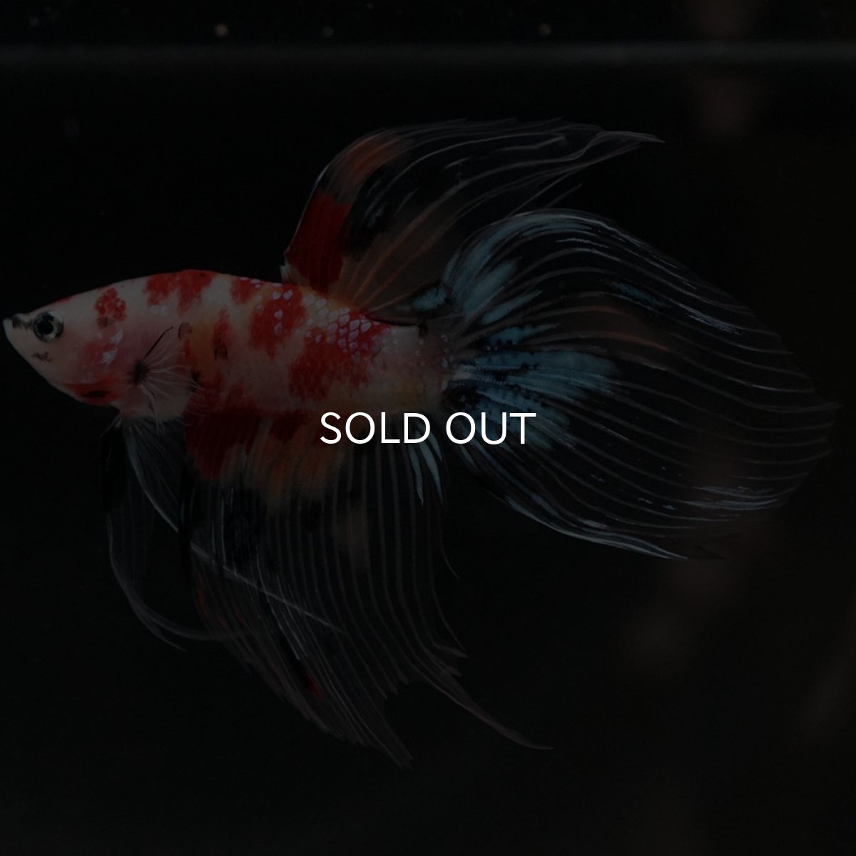 画像2: VT　キャンディ　クリアフィン (2)