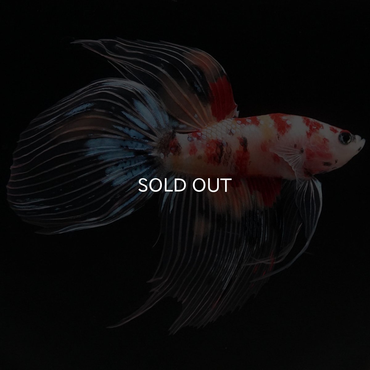 画像3: VT　キャンディ　クリアフィン (3)