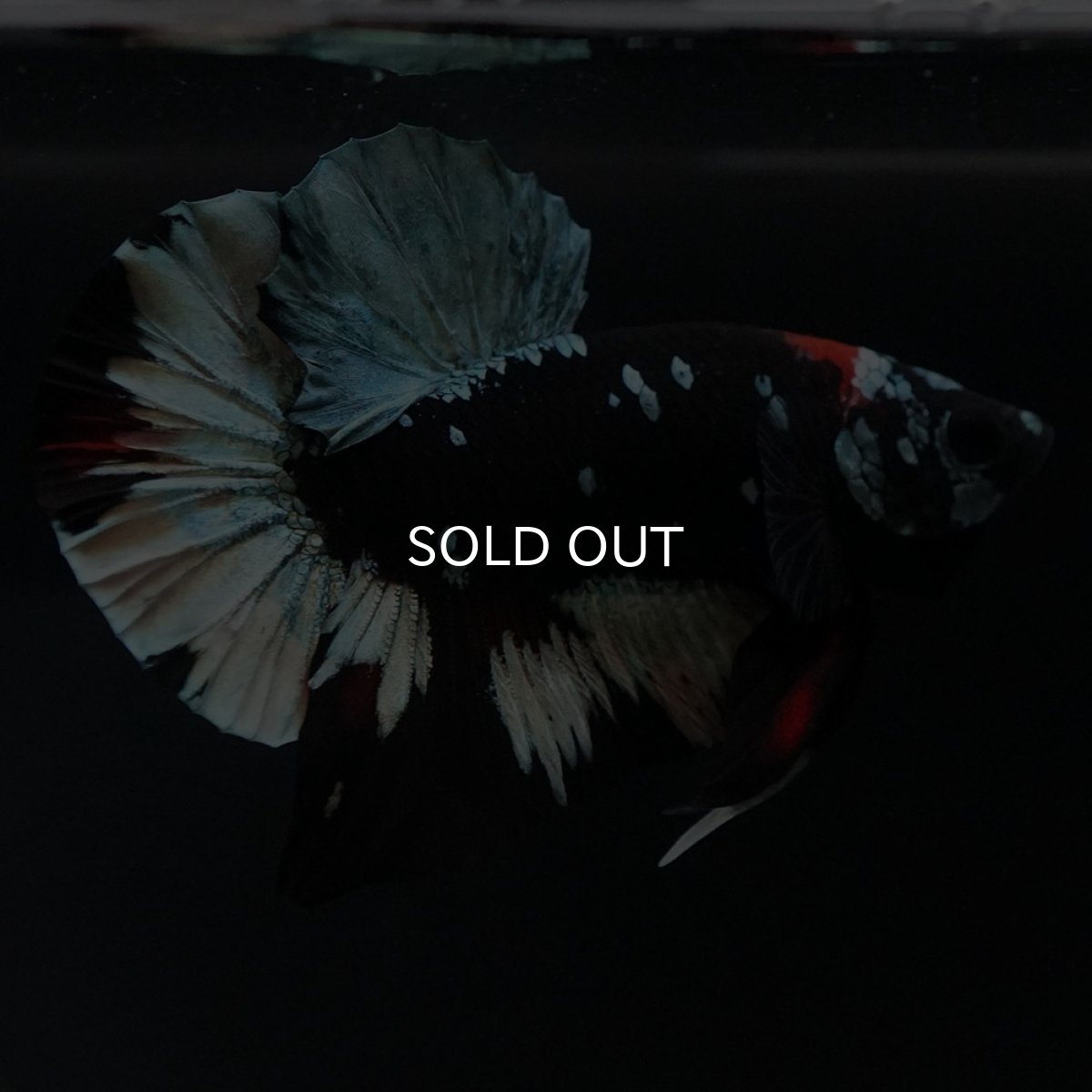 画像11: HMPK　ブラックカッパースター (11)