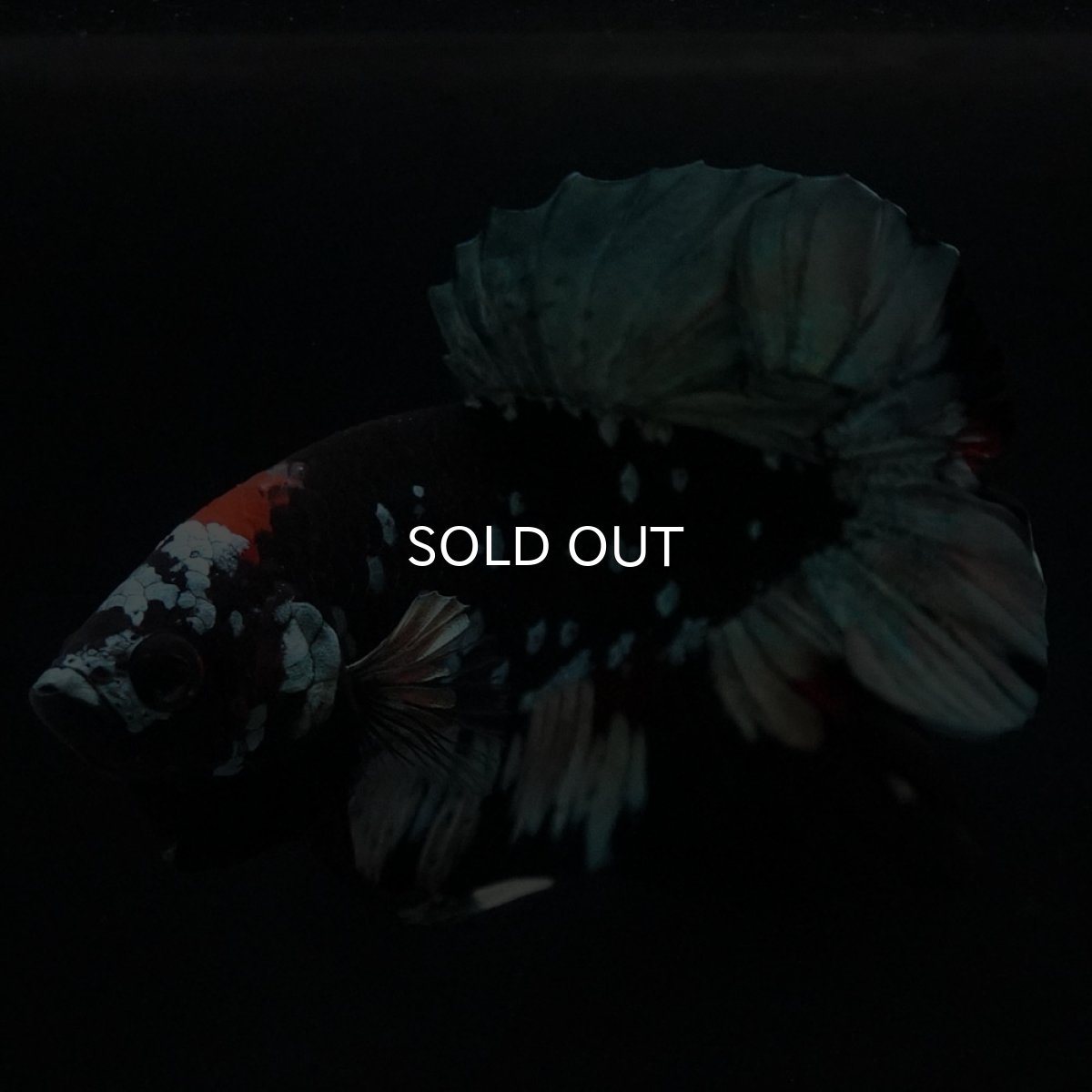 画像8: HMPK　ブラックカッパースター (8)