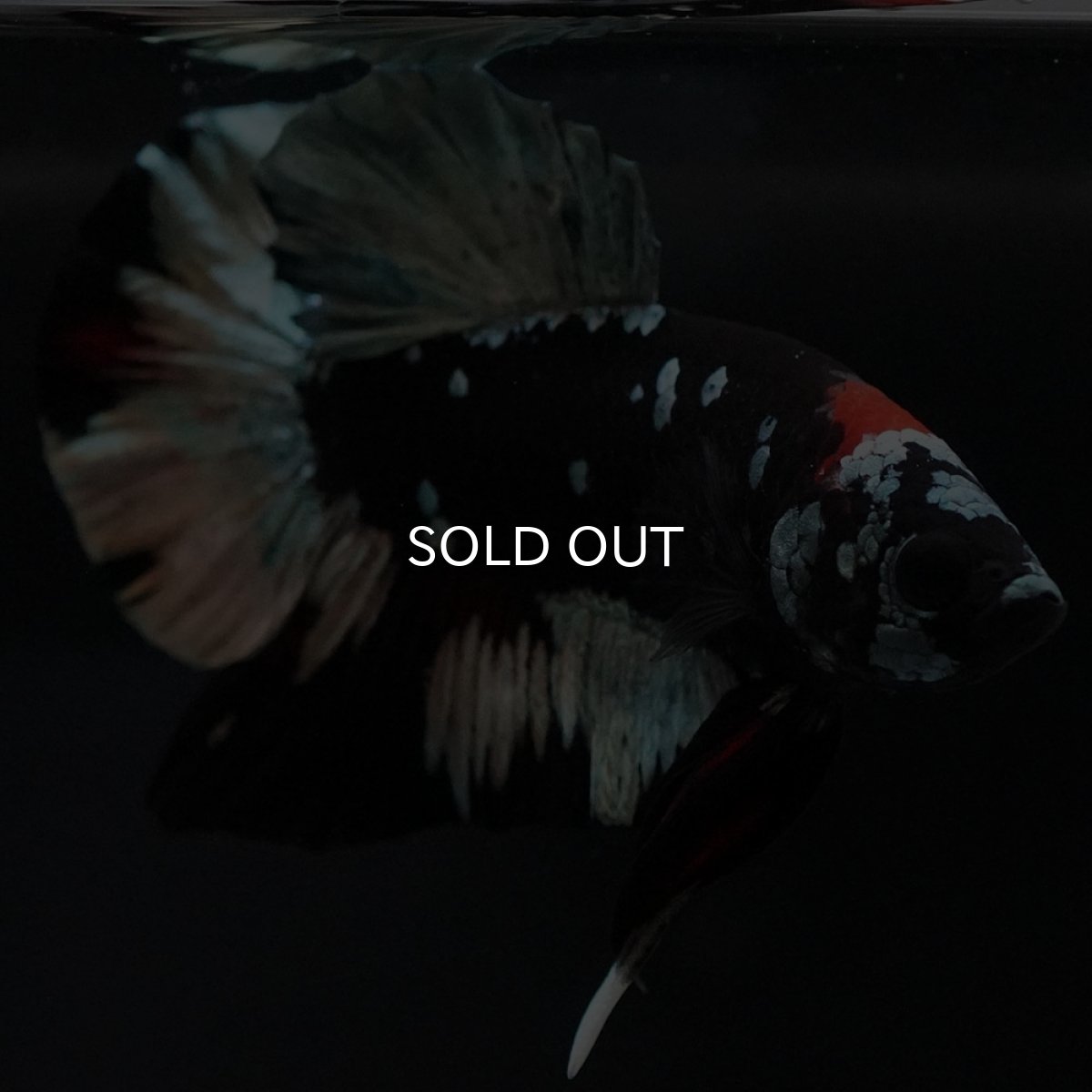 画像5: HMPK　ブラックカッパースター (5)