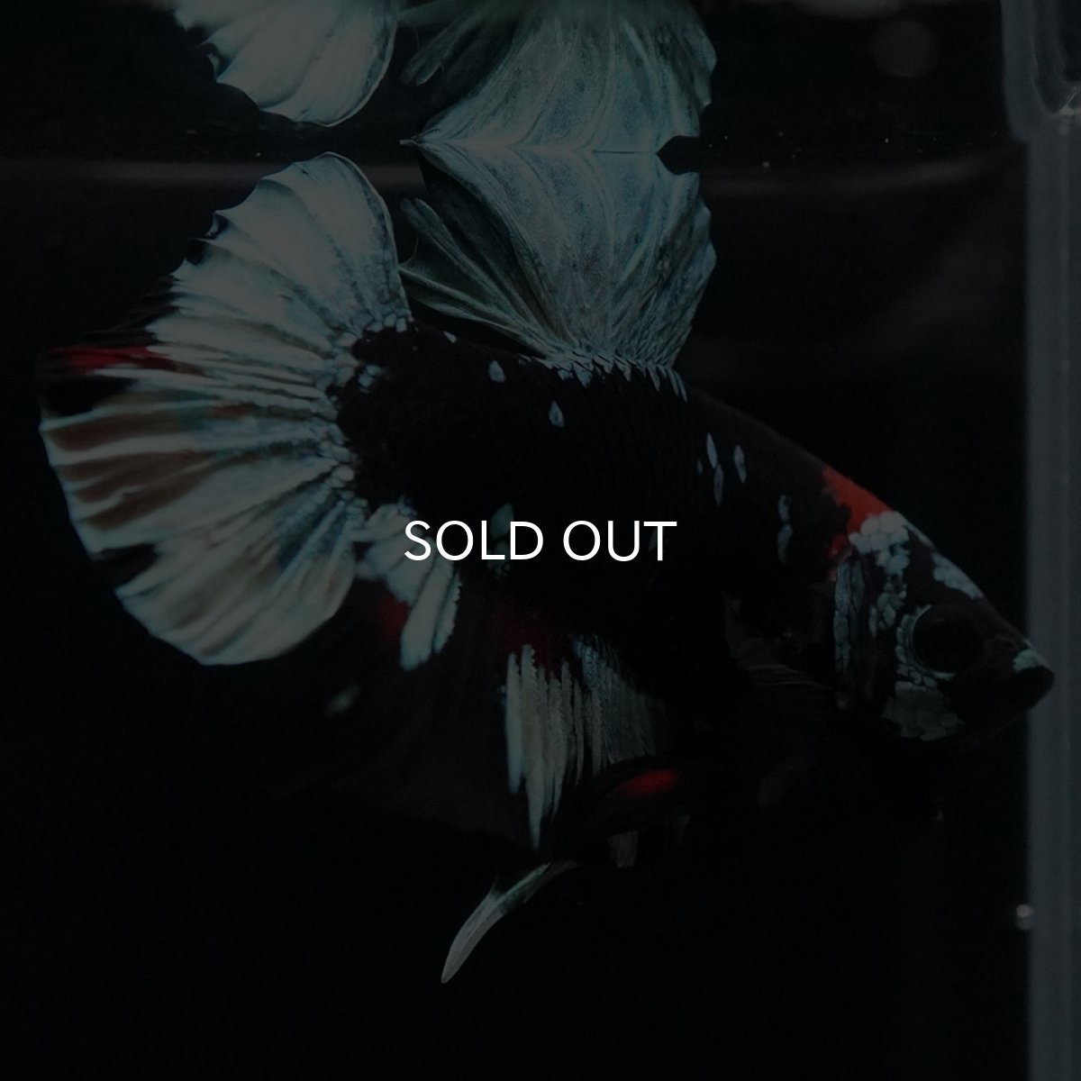 画像10: HMPK　ブラックカッパースター (10)