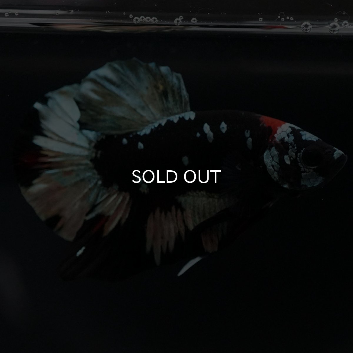 画像9: HMPK　ブラックカッパースター (9)