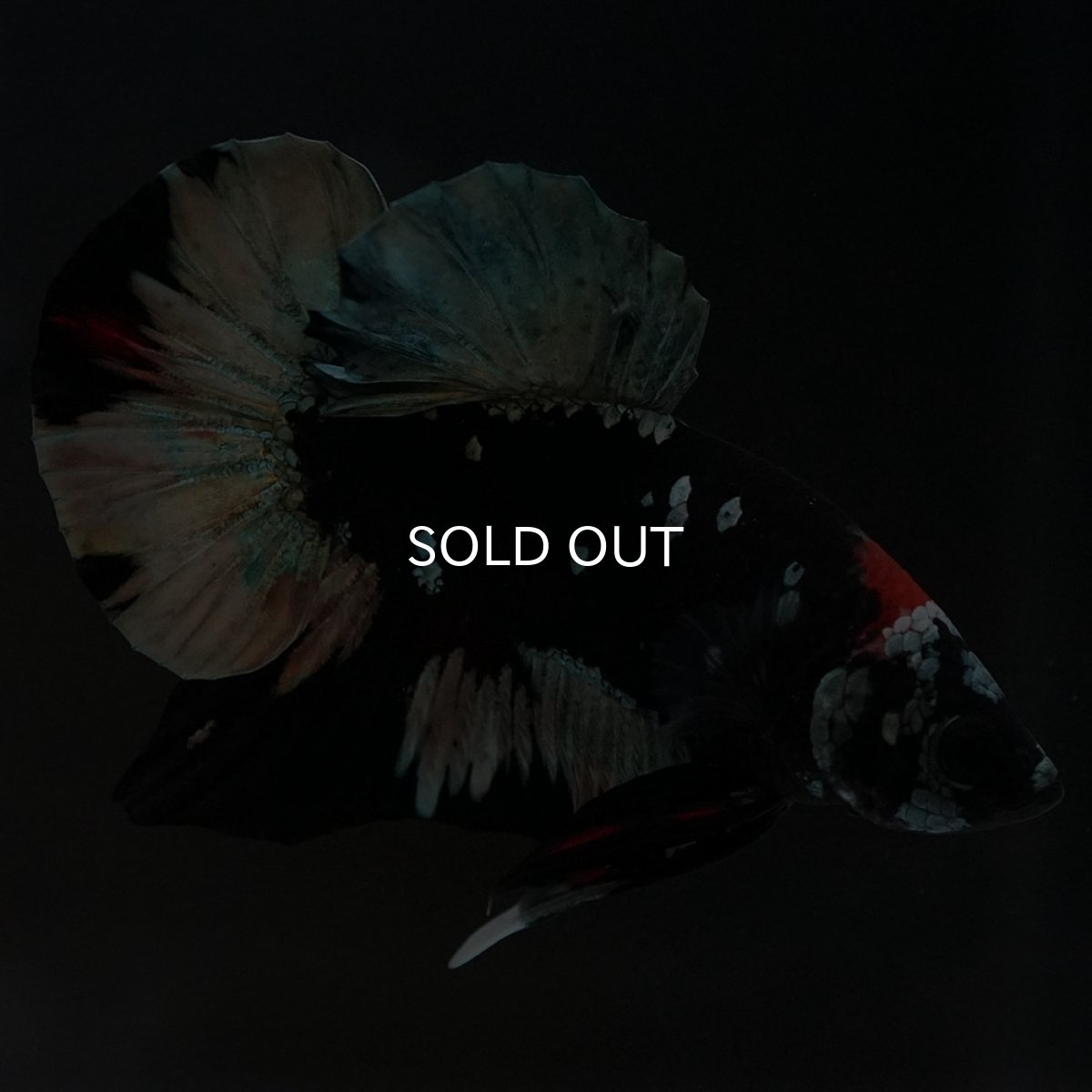 画像7: HMPK　ブラックカッパースター (7)