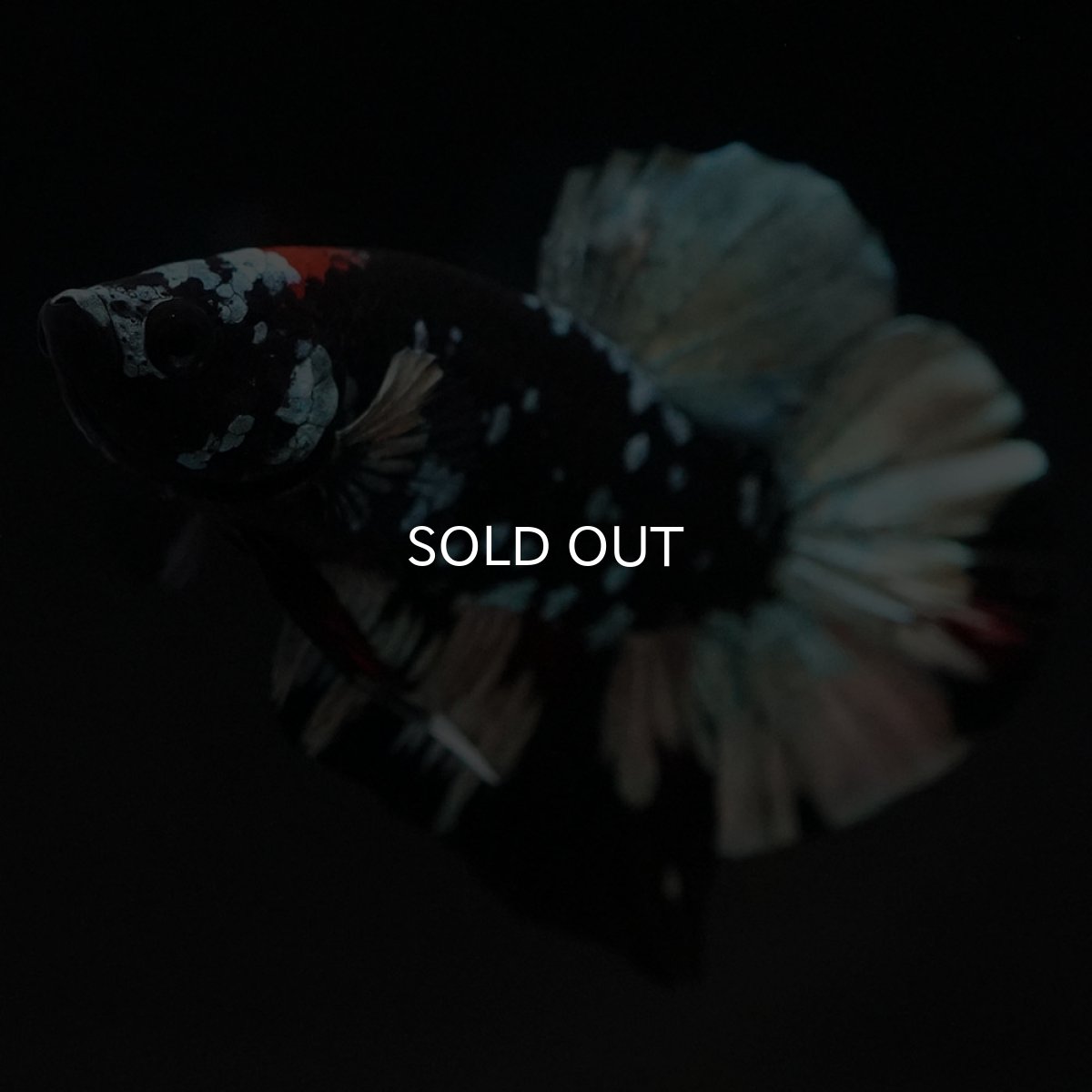 画像6: HMPK　ブラックカッパースター (6)