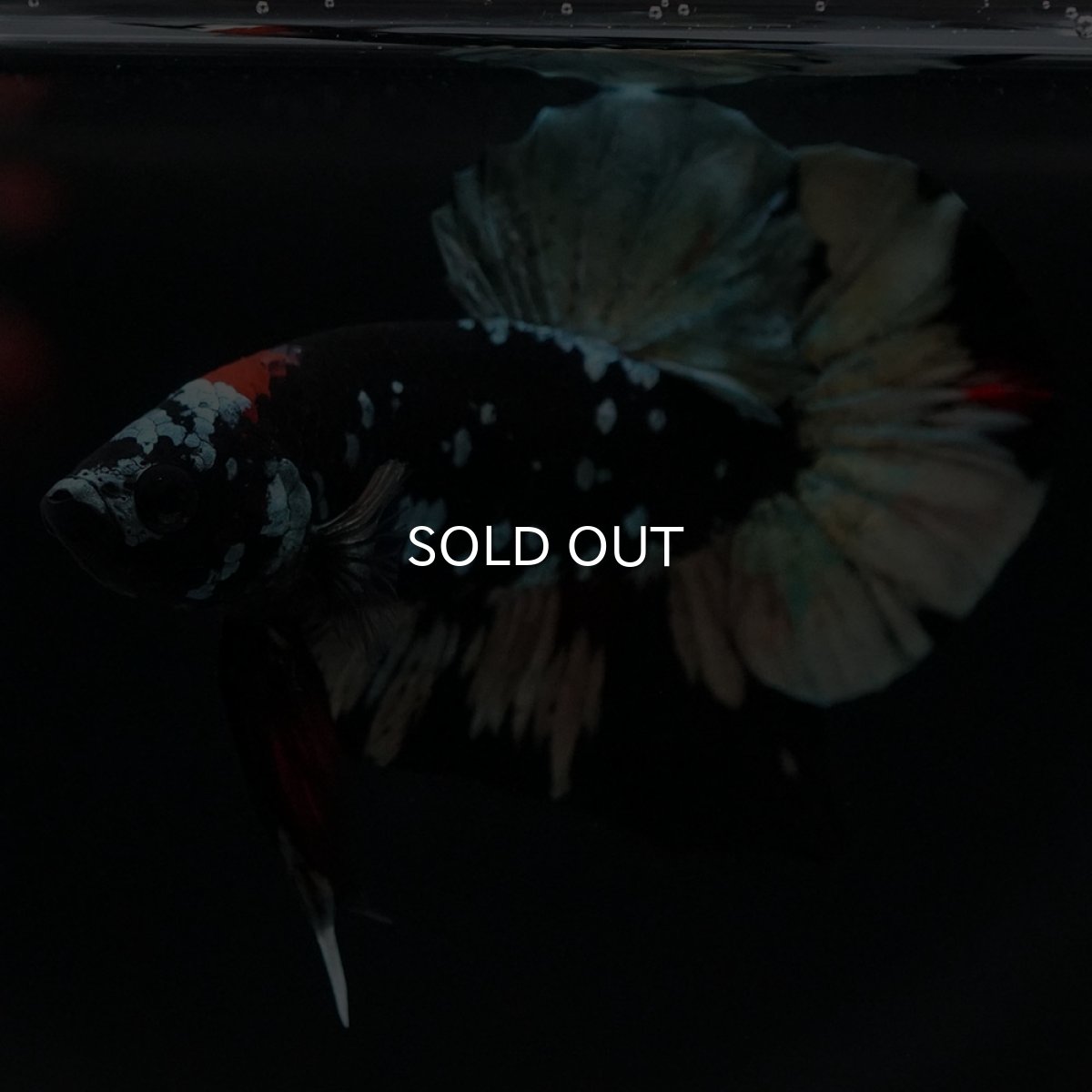 画像4: HMPK　ブラックカッパースター (4)