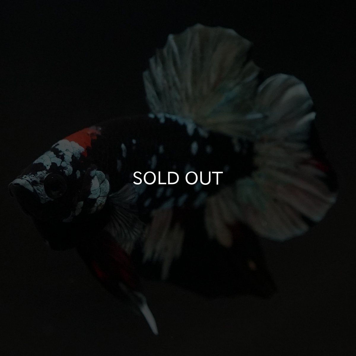 画像2: HMPK　ブラックカッパースター (2)