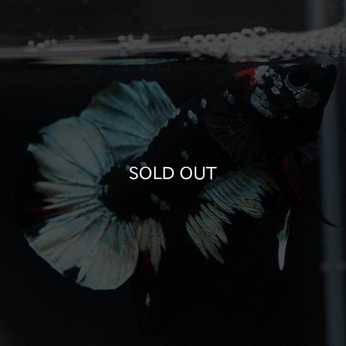 画像3: HMPK　ブラックカッパースター (3)