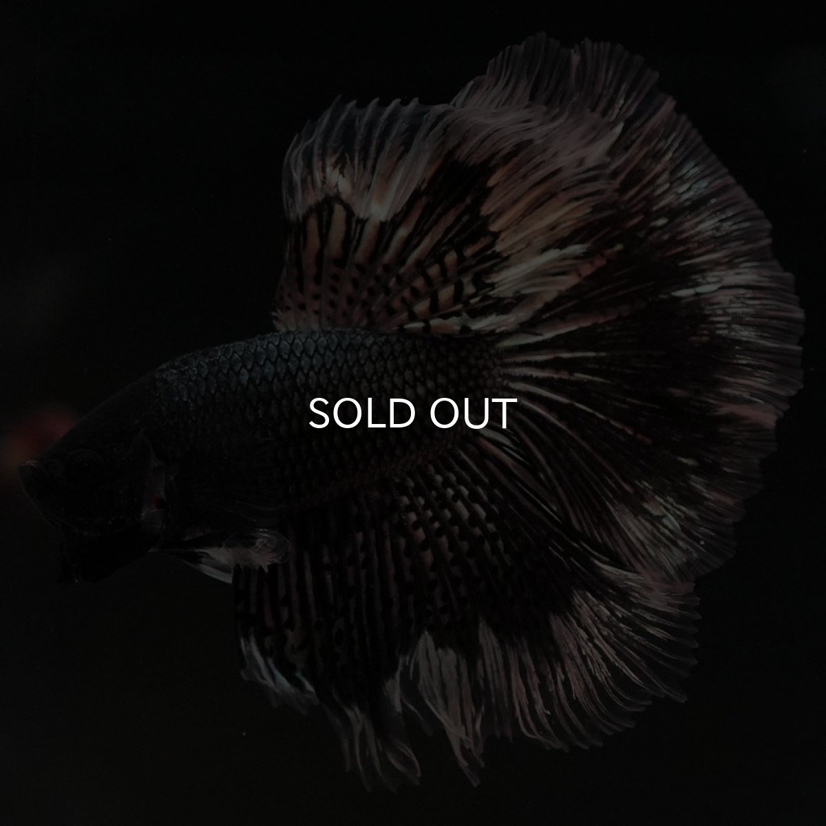 画像6: HM ブラックカッパーバタフライ (6)