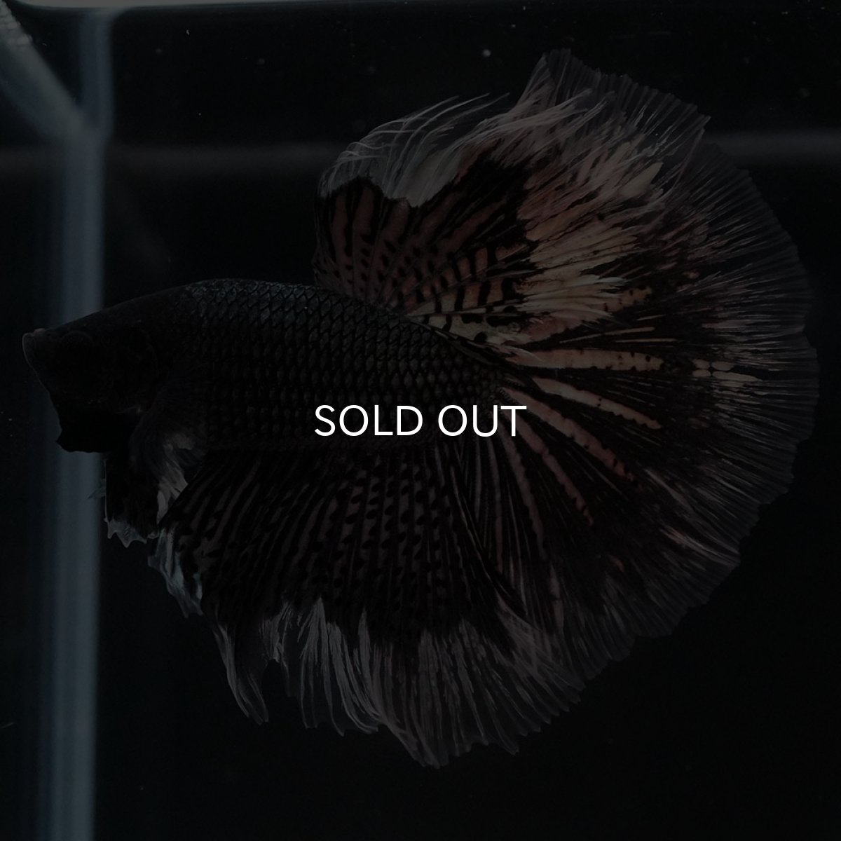 画像2: HM ブラックカッパーバタフライ (2)