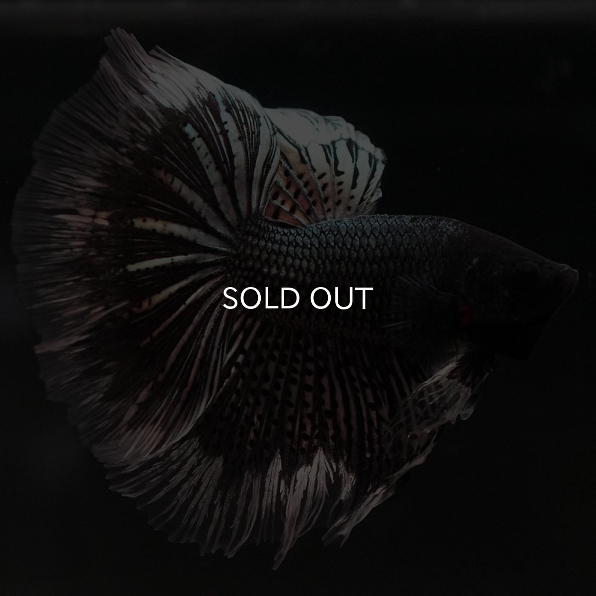 画像7: HM ブラックカッパーバタフライ (7)