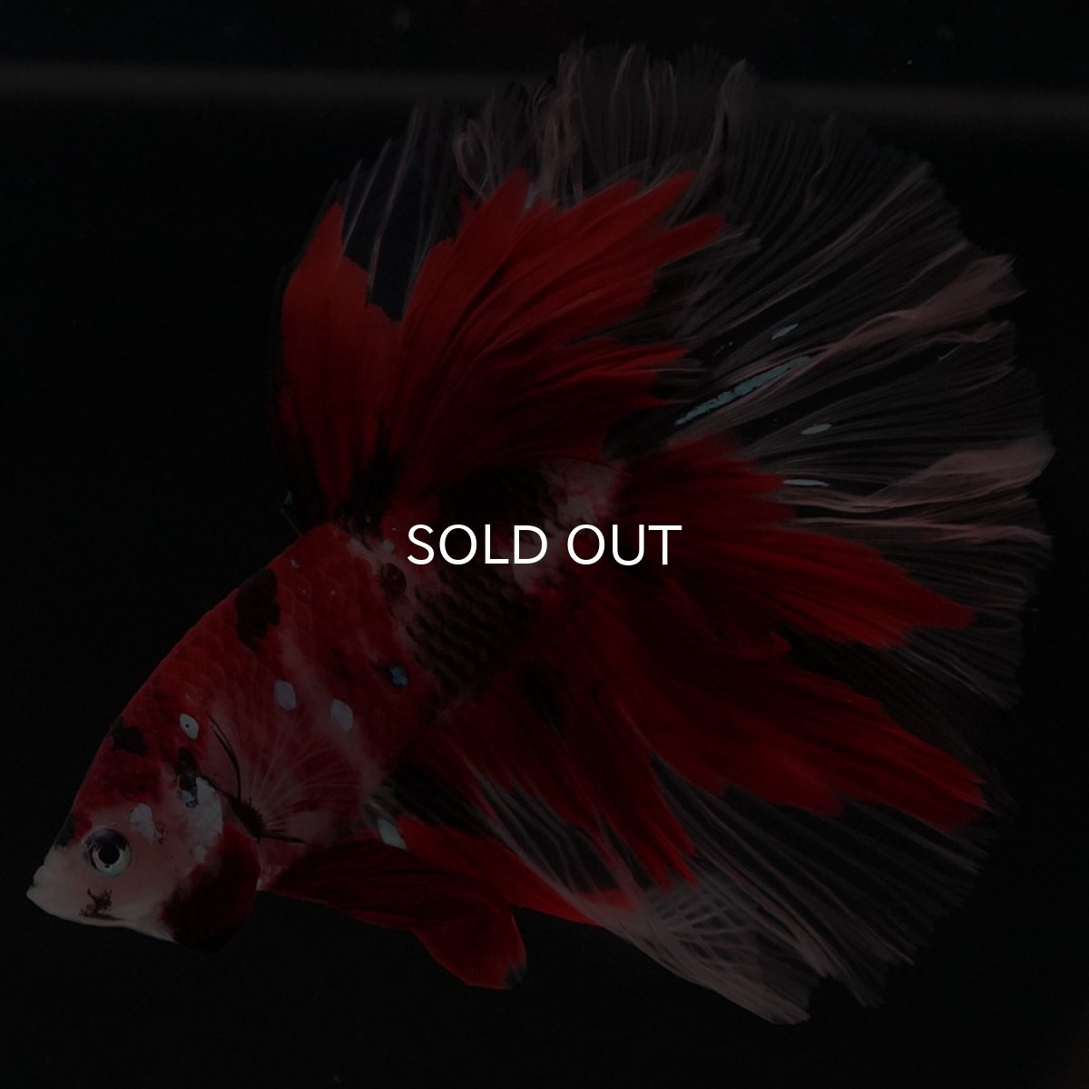 画像3: HM 鯉 ローズテール (3)