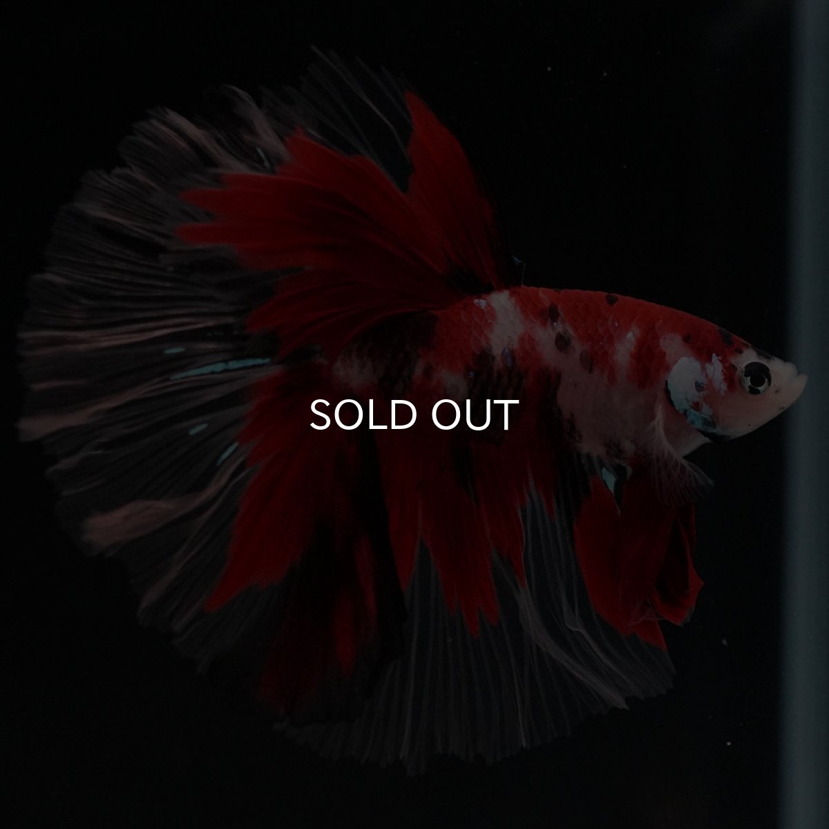 画像7: HM 鯉 ローズテール (7)