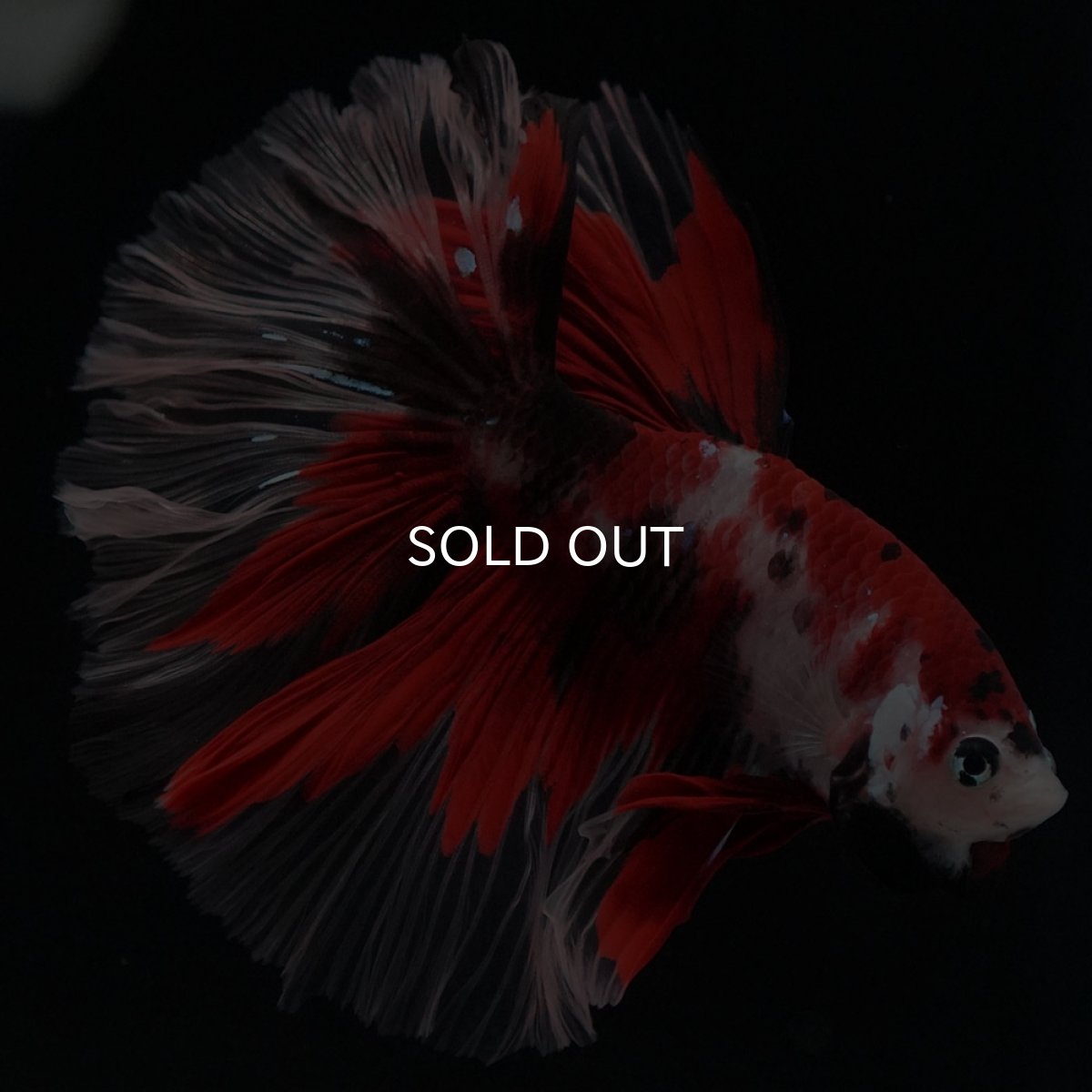 画像6: HM 鯉 ローズテール (6)