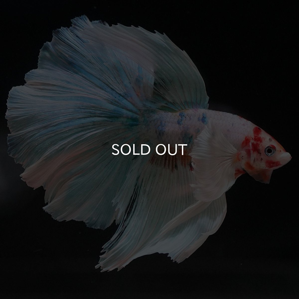 画像5: HMダンボ キャンディ (5)