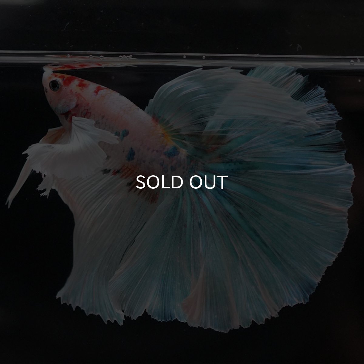 画像7: HMダンボ キャンディ (7)