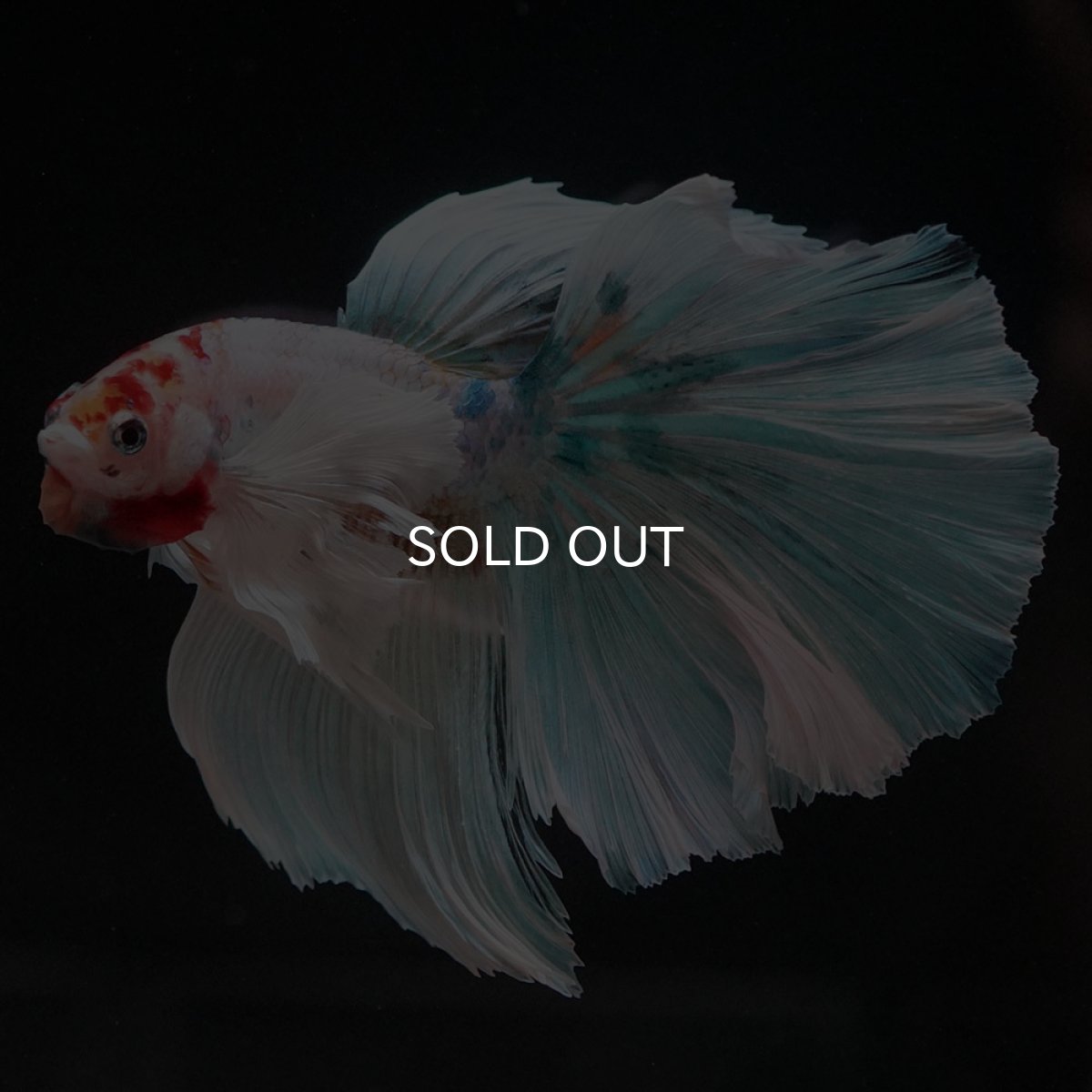 画像6: HMダンボ キャンディ (6)