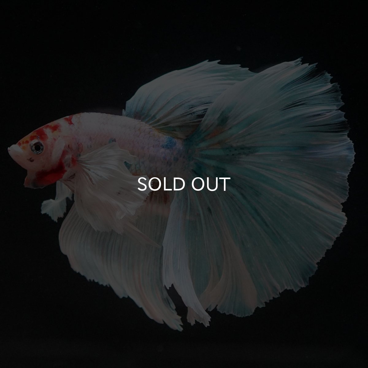 画像4: HMダンボ キャンディ (4)