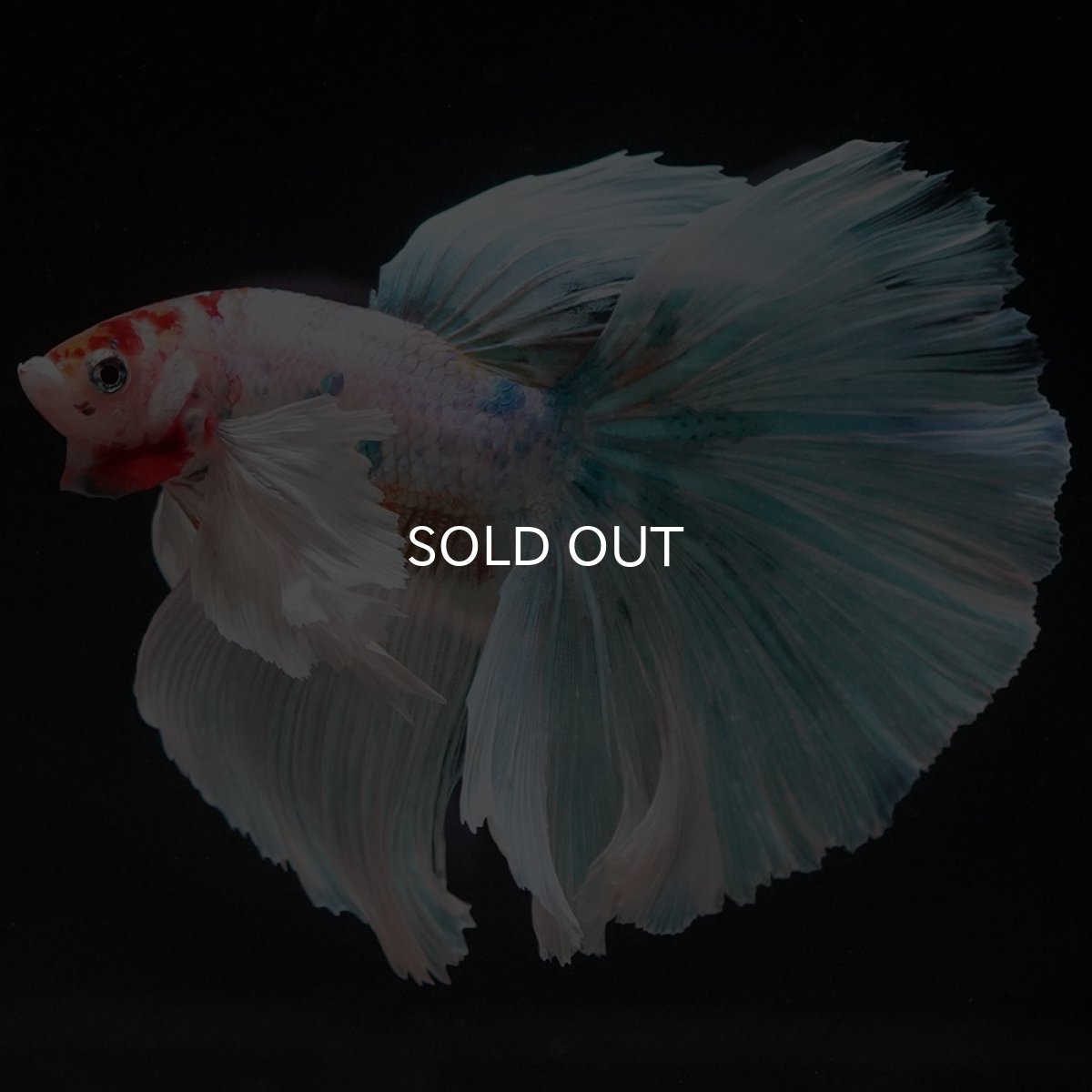 画像2: HMダンボ キャンディ (2)