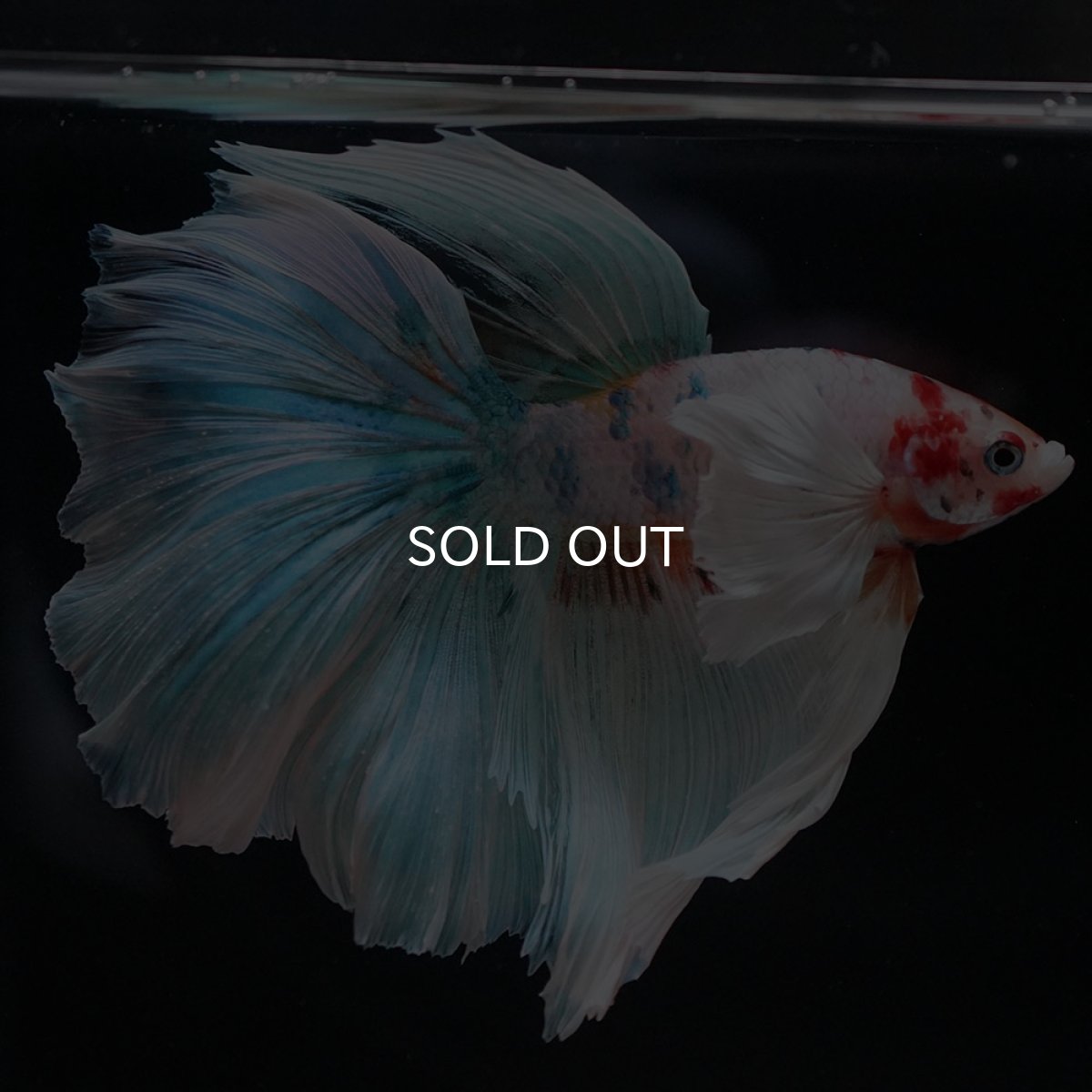 画像3: HMダンボ キャンディ (3)