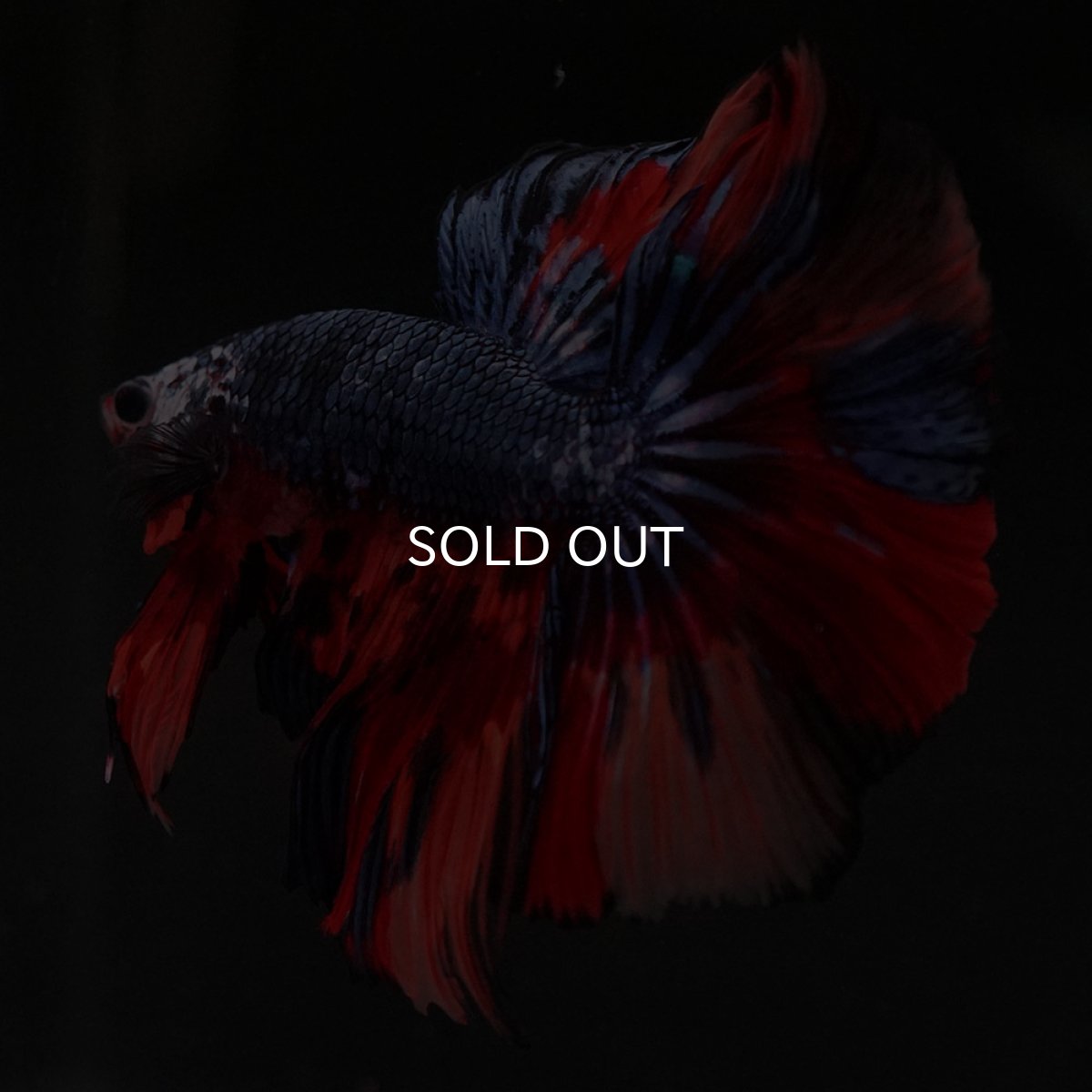 画像9: HM キャンディ (9)