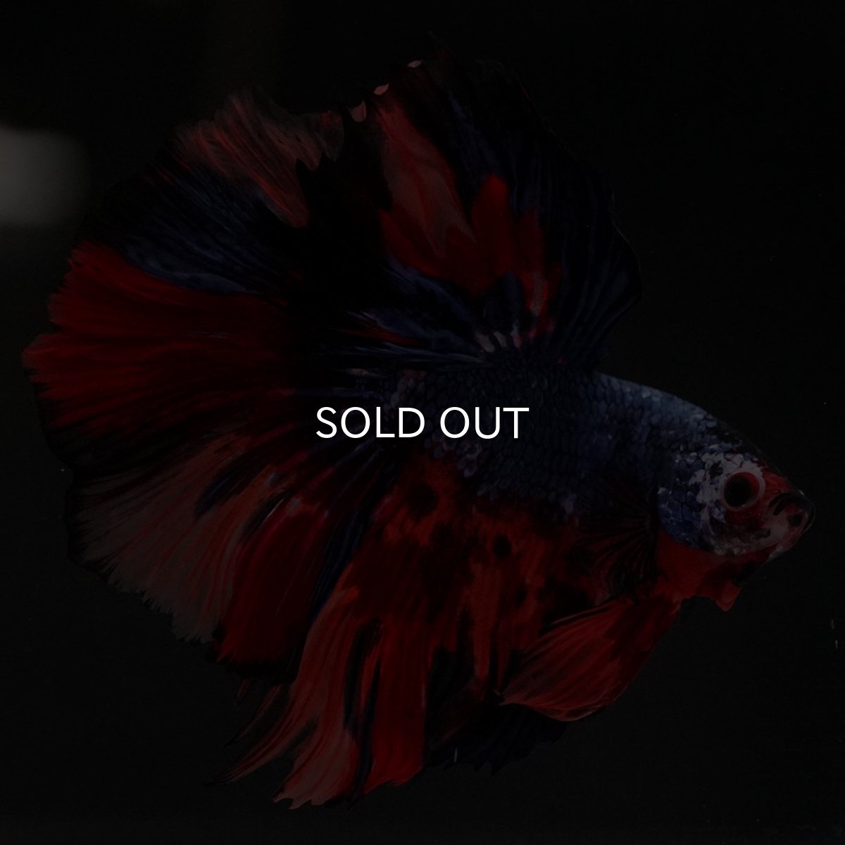 画像4: HM キャンディ (4)