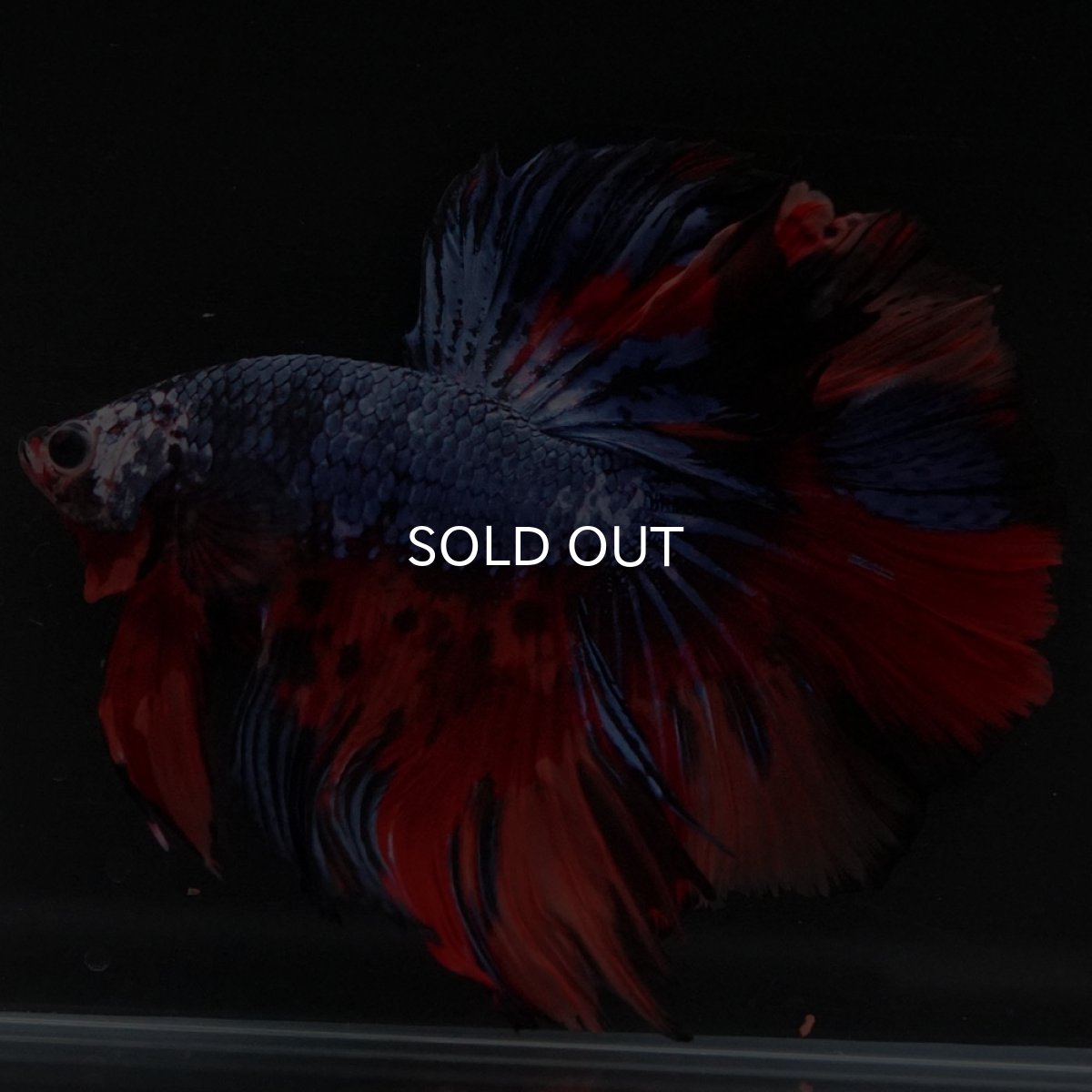 画像8: HM キャンディ (8)