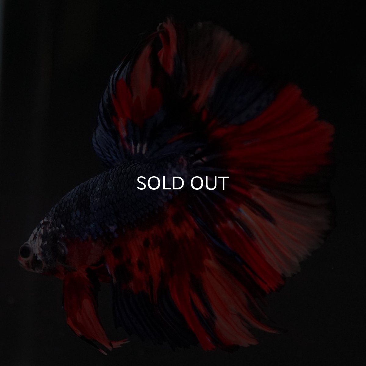 画像7: HM キャンディ (7)