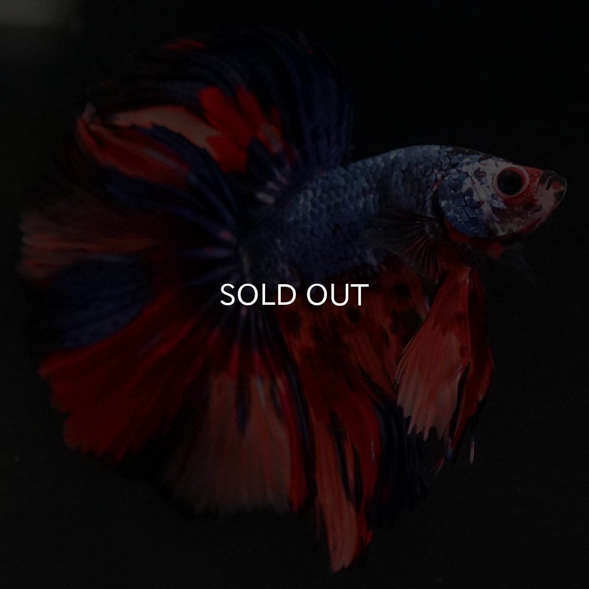 画像2: HM キャンディ (2)