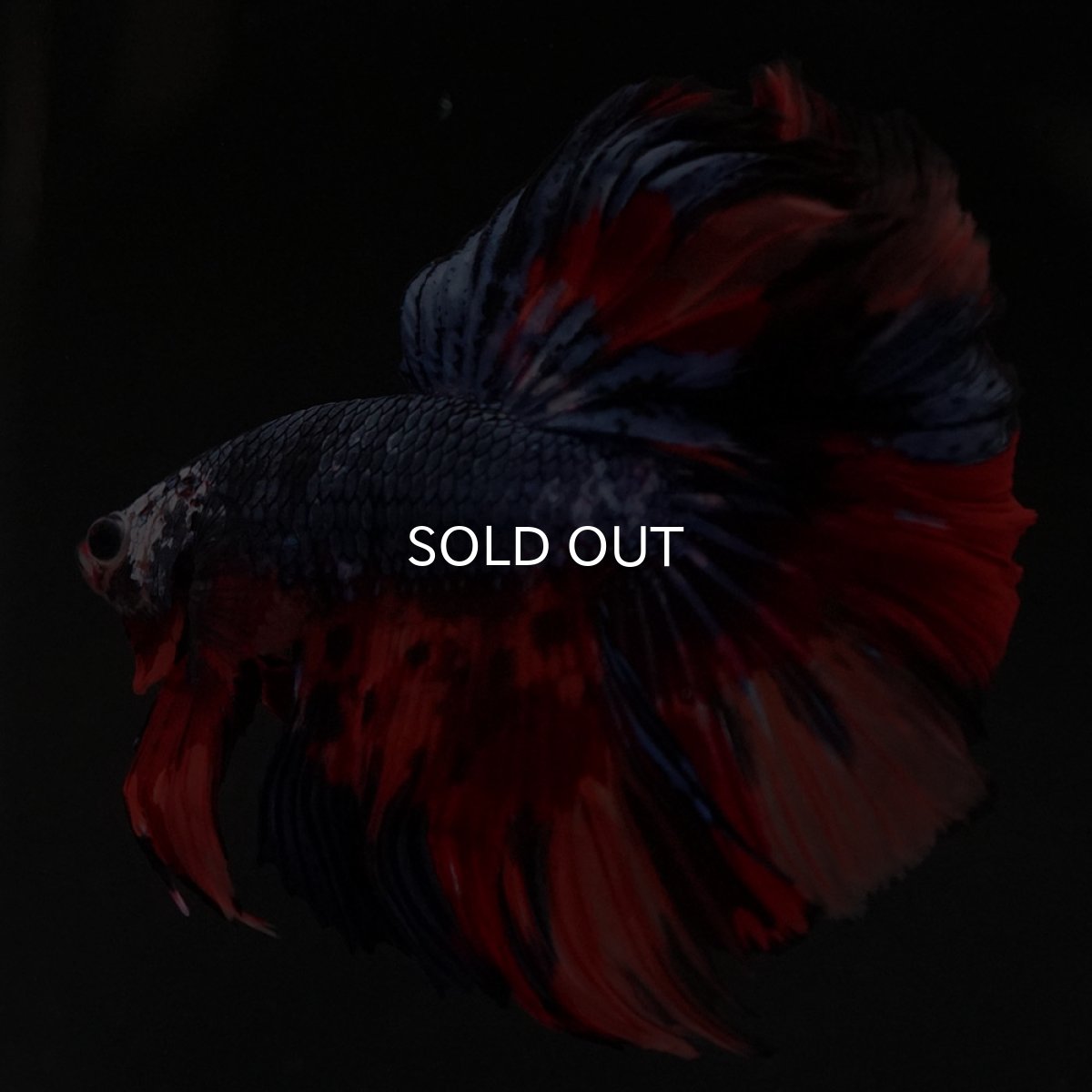 画像6: HM キャンディ (6)