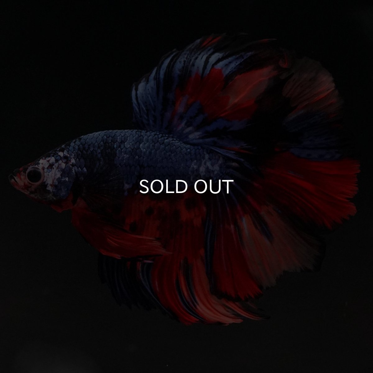 画像5: HM キャンディ (5)