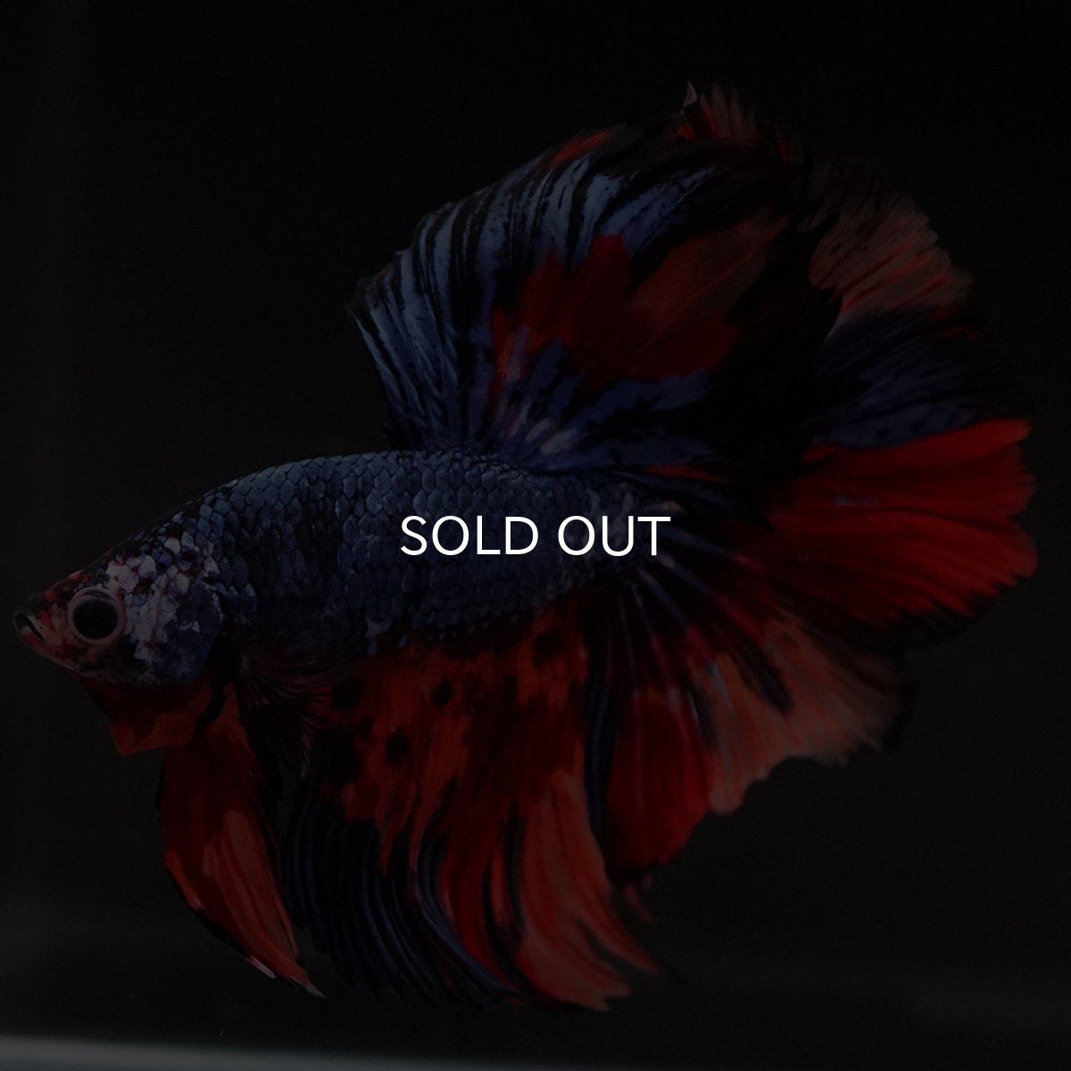 画像3: HM キャンディ (3)