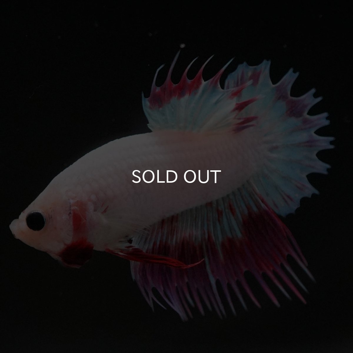 画像4: CTPK ホワイトファンシー (4)