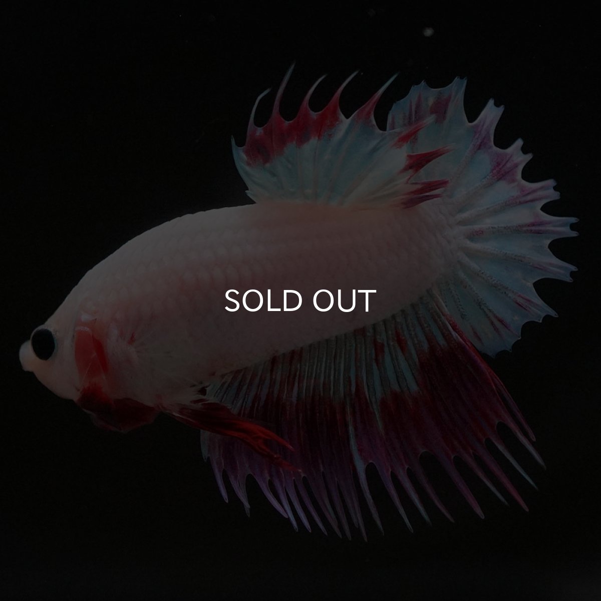 画像5: CTPK ホワイトファンシー (5)