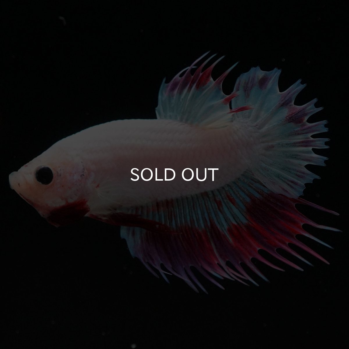 画像2: CTPK ホワイトファンシー (2)