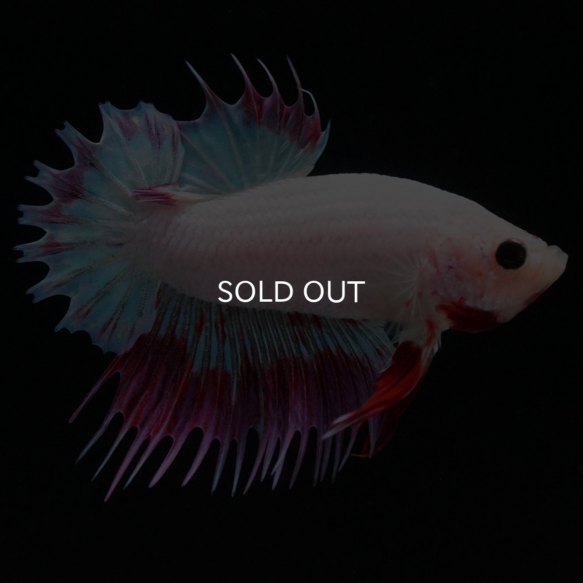 画像3: CTPK ホワイトファンシー (3)