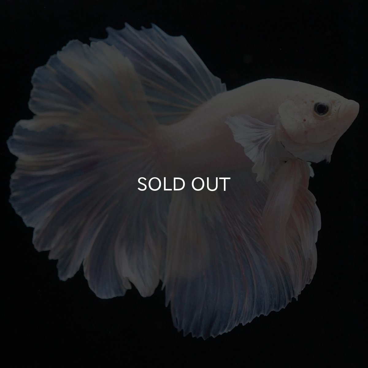 画像2: HM ホワイトファンシー (2)