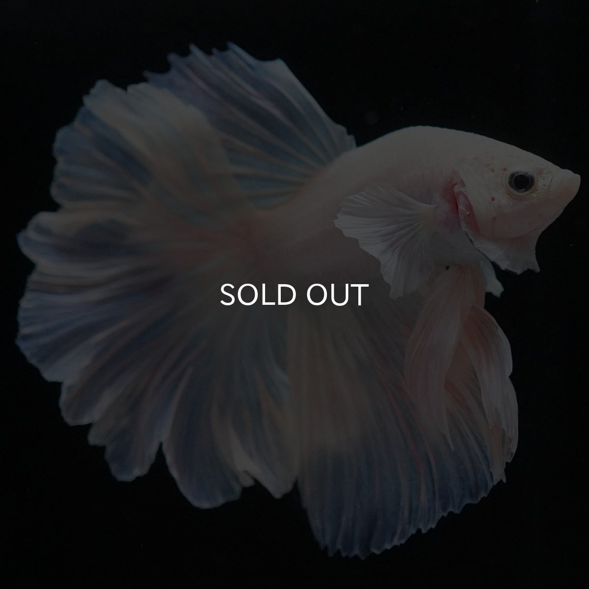 画像4: HM ホワイトファンシー (4)