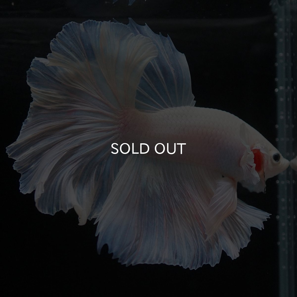 画像8: HM ホワイトファンシー (8)