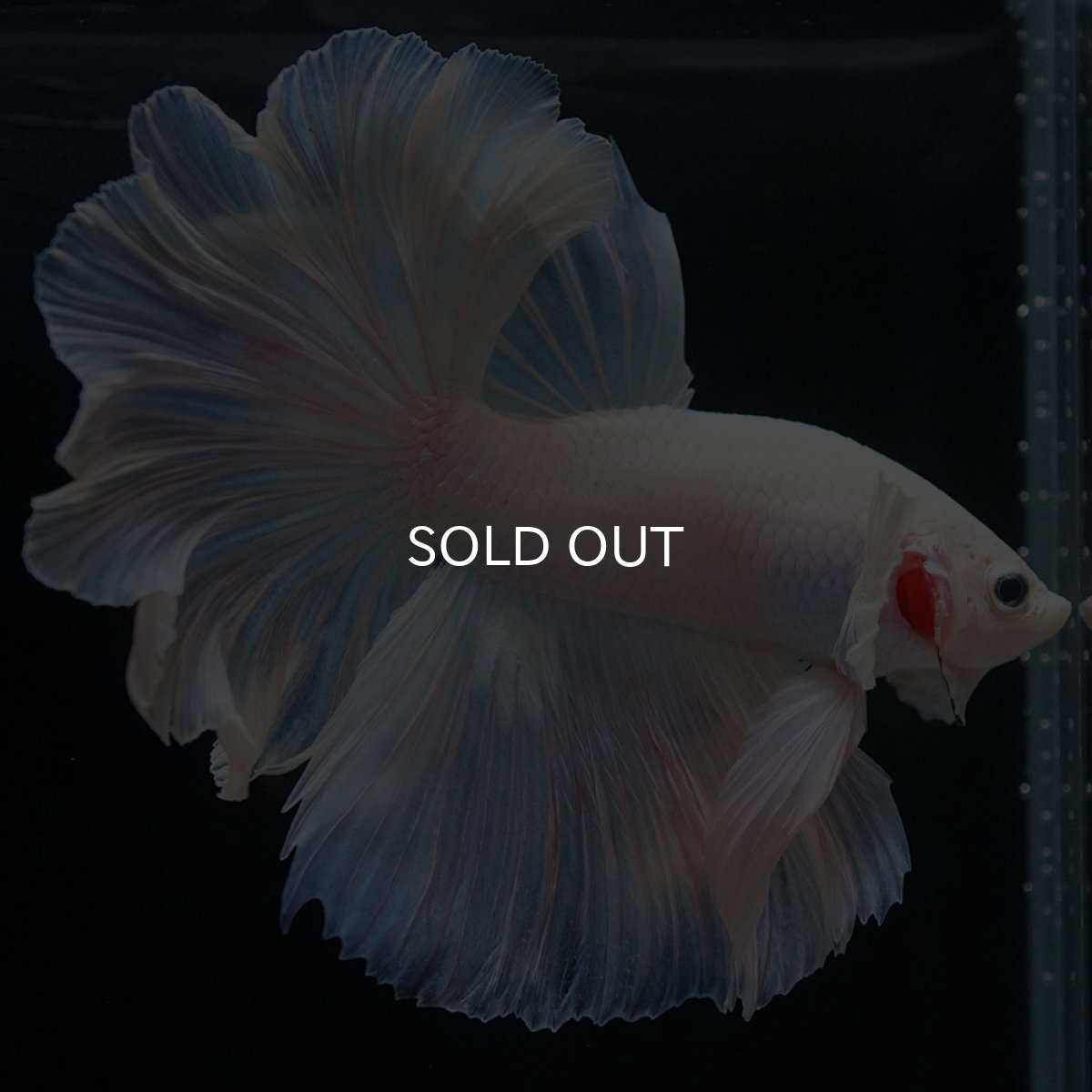 画像6: HM ホワイトファンシー (6)